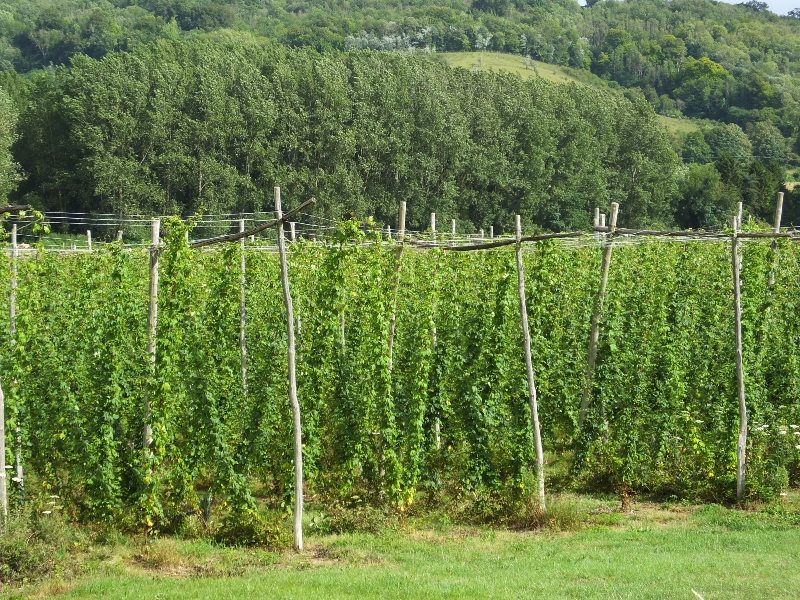 Hop picking starting next to PW at @CastleFarmKent on approach to Shoreham