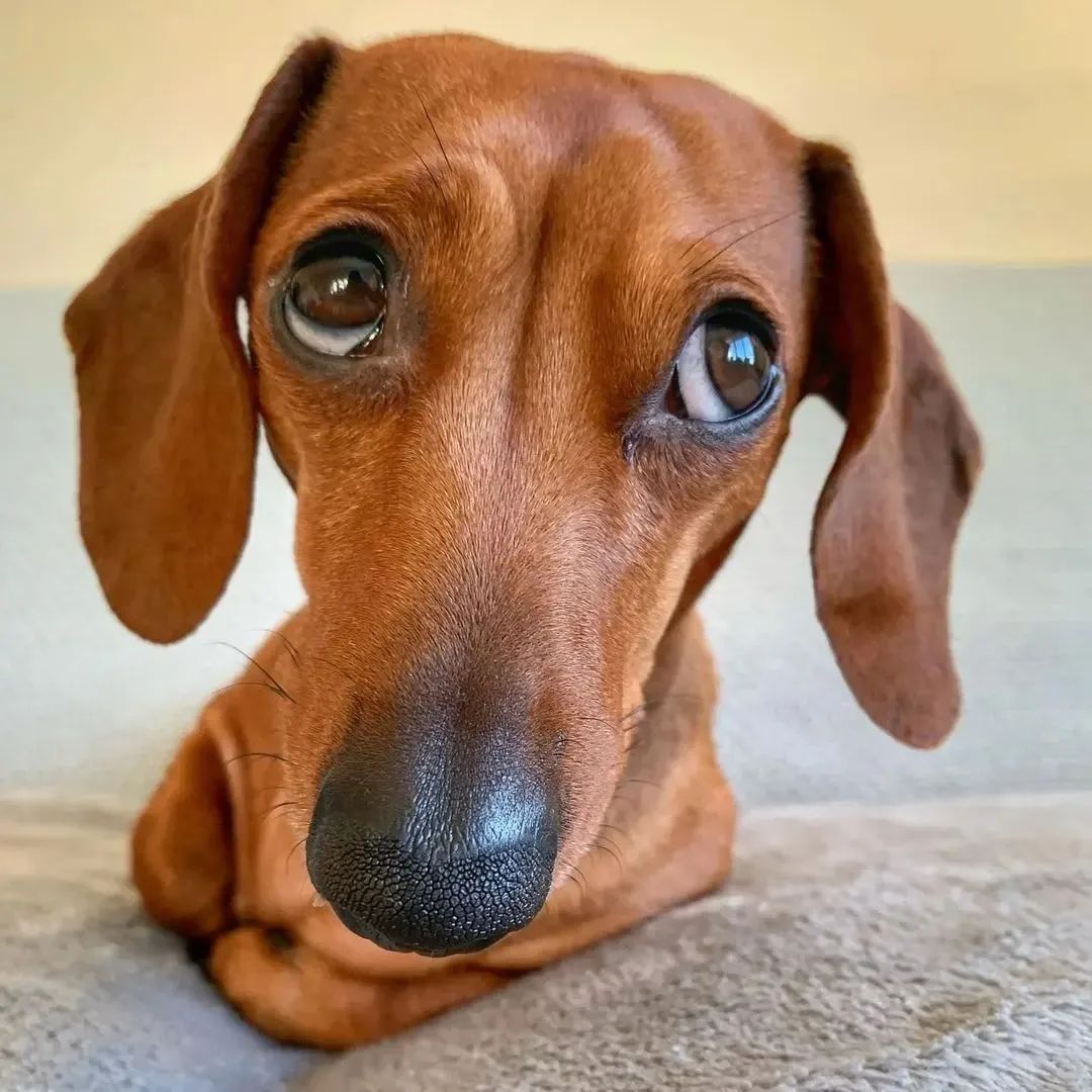 Alyssa_Anna19's tweet photo. #dachshund #dachshundsotwitter #dachshundlove #dachshundpuppy #dachshundoftheday #miniaturedachshund #minidachshund #dachshunds #dachshundappreciation #dachshundlife #dachshundsonly #dachshund_love #dachshunddaily #dachshund_world #Dachshund #Dachshunds https://t.co/yBJocBxLYL