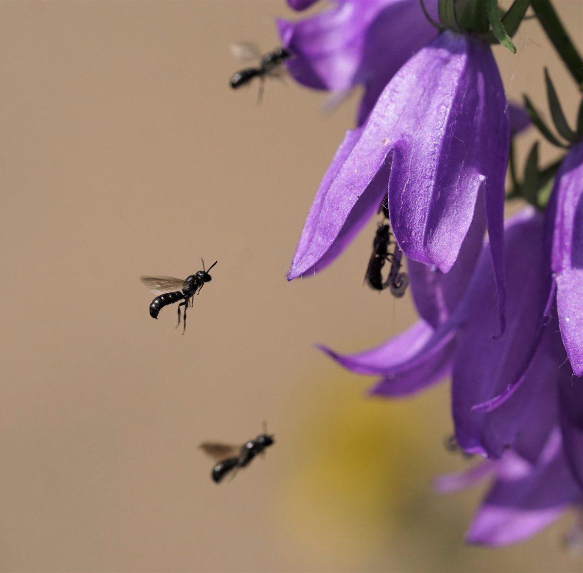 JCGardener's tweet photo. Suffolk scissor bees enjoying campanula a couple of weeks ago, in the garden of Bridge Cottage at Flatford Mill. I think they are Chelostoma campanularum, mostly due to their small size but happy to be corrected. https://t.co/1K0URQf139