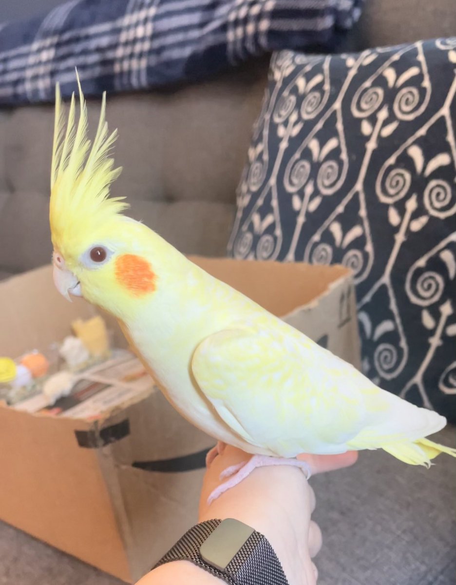US4310's tweet photo. @birdbox Please if anyone see Yuki in the Riverdale (Bronx) area reach out to me or call/text 718-578-7242.
Family is heartbroken. We would love to bring Yuki back home. https://t.co/lCYF0F2Jc2