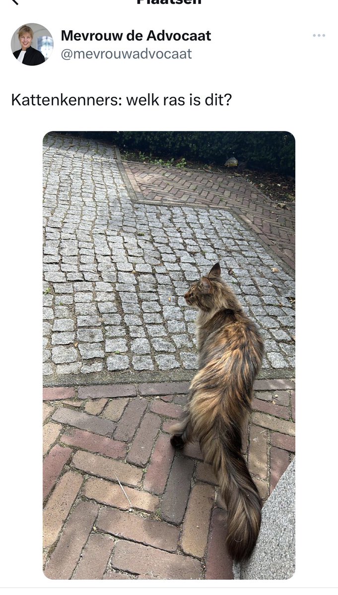 Holy moly, <a href="/elonmusk/">Elon Musk</a>, please do something about the policy. The tweet and reactions are about a cat!