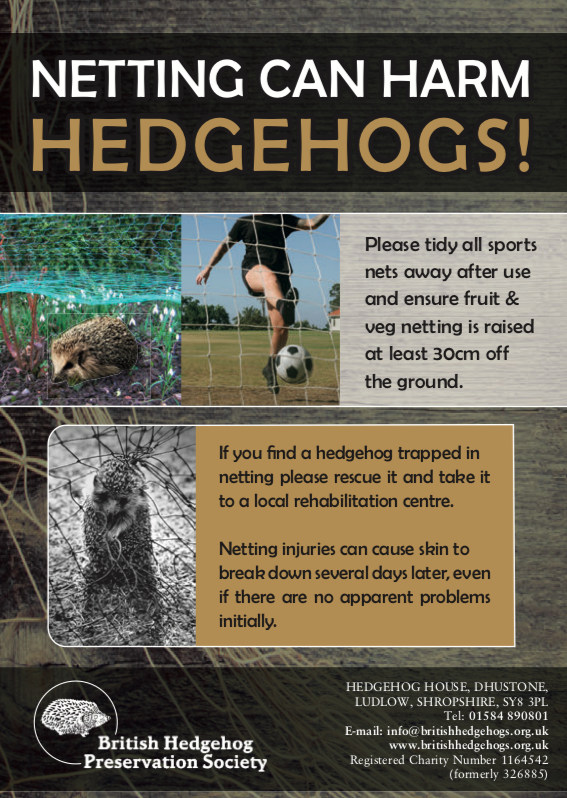 hedgehogsociety's tweet photo. Make sure netting on your #allotment is raised at least 30cm off the ground so #hedgehogs don't get caught!

🦔 🌽 🍓

If you find a #hedgehog trapped in netting, call us 01584 890801 &amp; take it to a local rehabilitation centre - even if it seems unharmed.
#NationalAllotmentWeek https://t.co/3WKwDF1vGC