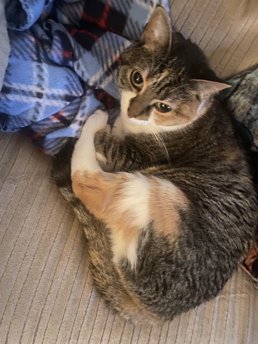 Elizabeth (Beth) Taylor tweet media