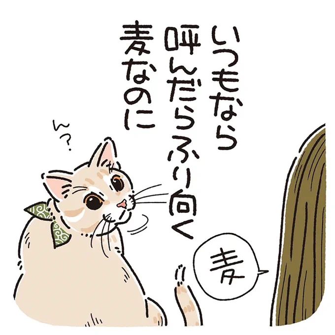 飼い主の呼びかけをなぜか無視する猫 理由に「笑いが止まらない」「コーヒー吹き出しそうになった」  @grapeejpより