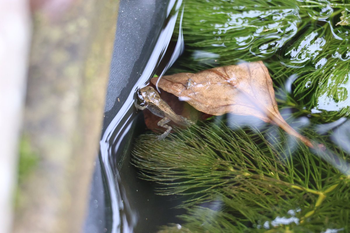 GALAXYC5's tweet photo. Tadpoles finally changing , just need the tail to go on this one https://t.co/9D2xIVSqnb