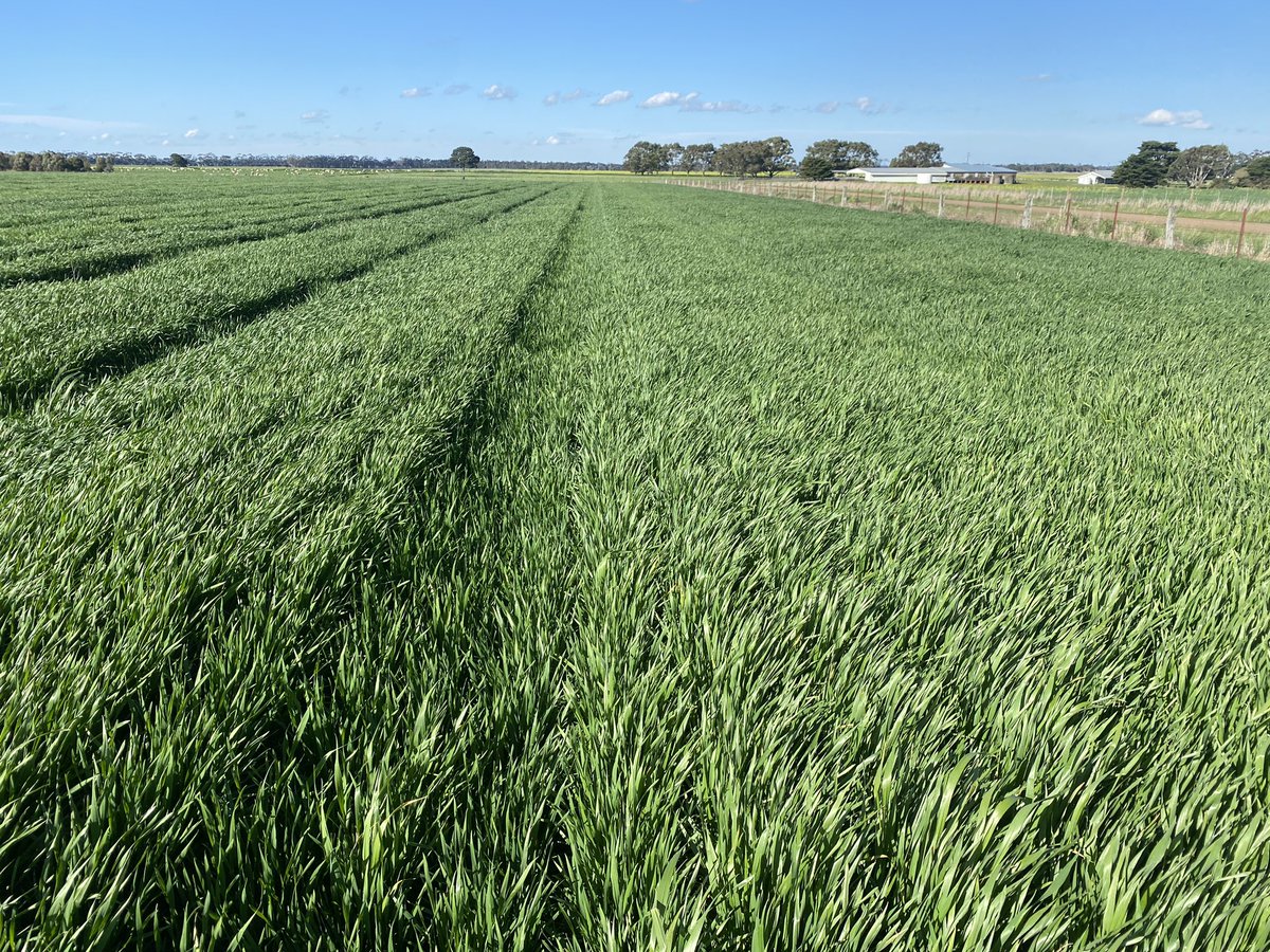 Willy Mercer tweet media