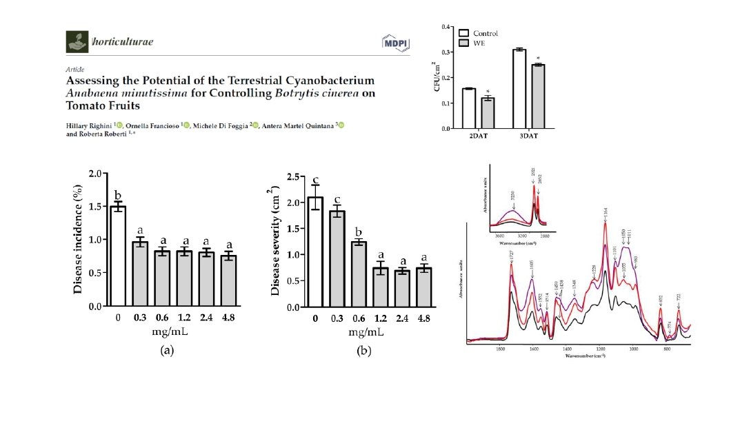 hillary3085's tweet photo. 'Assessing the Potential of the Terrestrial Cyanobacterium Anabaena minutissima for Controlling Botrytis cinerea on Tomato Fruits'
https://t.co/Tq2eQ4me4N
@MDPIOpenAccess @Horticul_MDPI @BEA_ULPGC @PlantPathology_ https://t.co/miSf2FJi4j