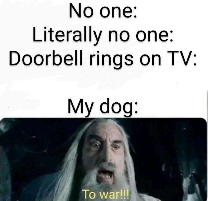 wordsofbin's tweet photo. If it's gone quiet in a house full of dogs, you know someone's chewing something expensive.

#LifeWithDogs #HouseOfDogs #Dogs #ChristopherLee #lordoftherings #Doorbell https://t.co/kkMmD8zvka