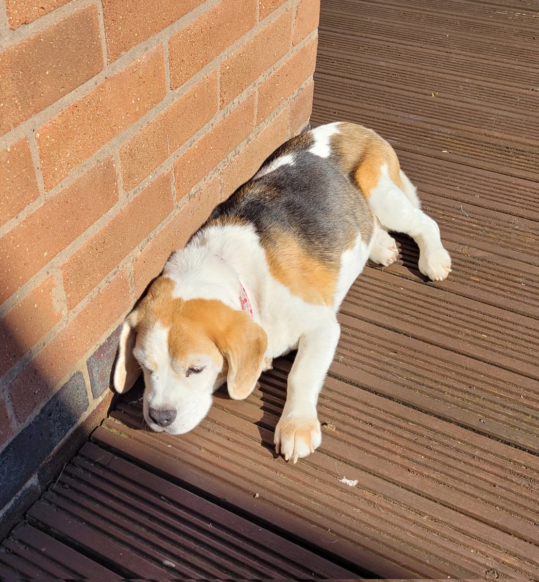 It's been a drab few weeks here in the UK but there's a bit of nice sunshine today. Soak it up while you can beagles!