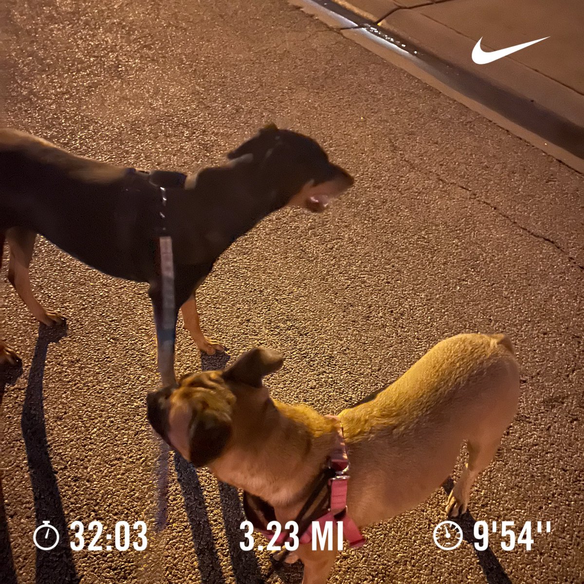 sean110423's tweet image. Early morning workout. 7 minute warm up, 20 minute tempo, 5 minute cooldown. Ran 3.23 miles with Nike⁠ Run Club #nrc #marathontraining #dogrunning #temporun #texas #summer