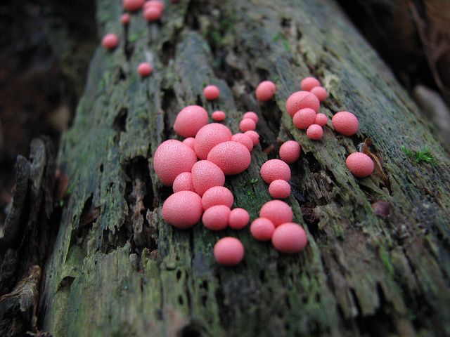 no humans blurry blurry background mushroom pokemon (creature) outdoors red eyes  illustration images