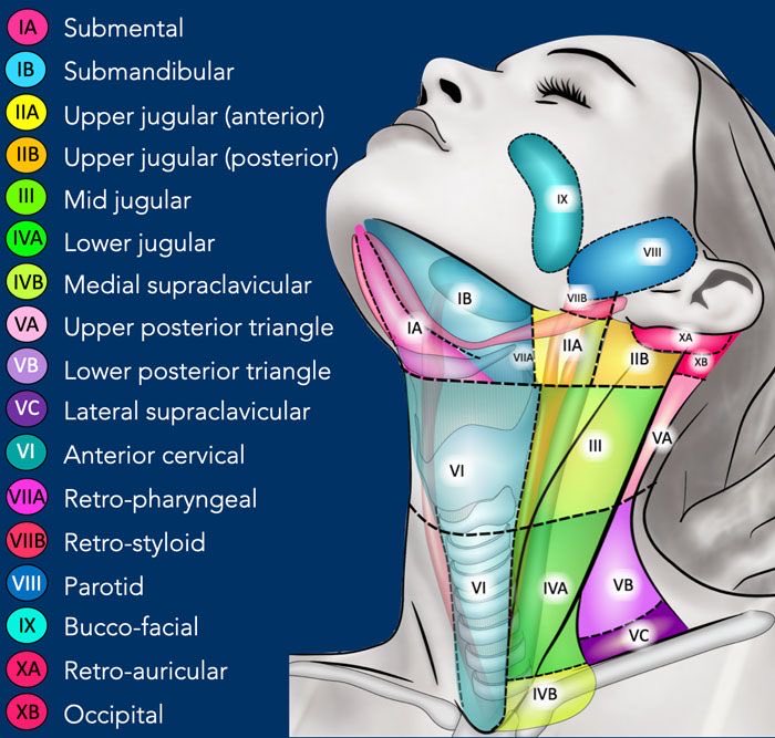 OGdukeneurosurg's tweet photo. Triangles of neck by radiology assistant https://t.co/5OatqSQkdQ