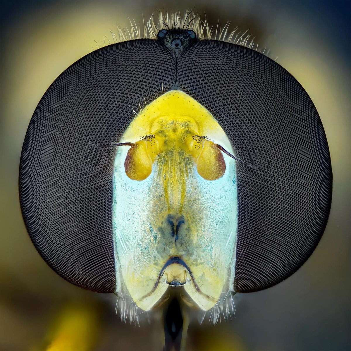 sagaOptics's tweet photo. Portrait of a hover fly, Syrphidae.

#hoverfly #schwebfliege #insect #macrophotography #syrphidae https://t.co/f7Jpi0HH4O