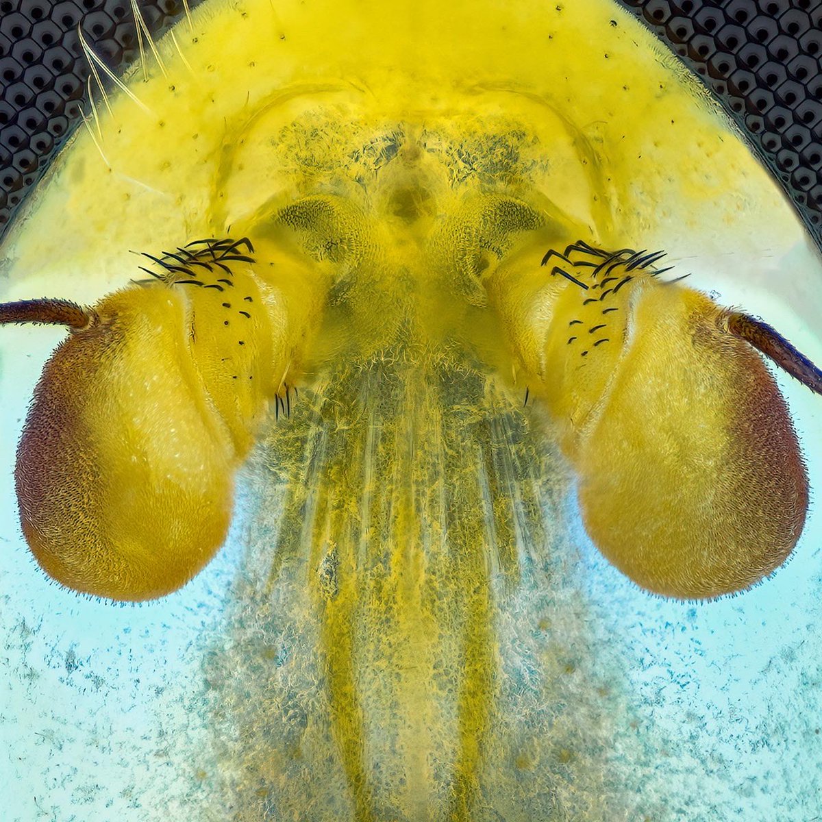 Portrait of a hover fly, Syrphidae.

#hoverfly #schwebfliege #insect #macrophotography #syrphidae