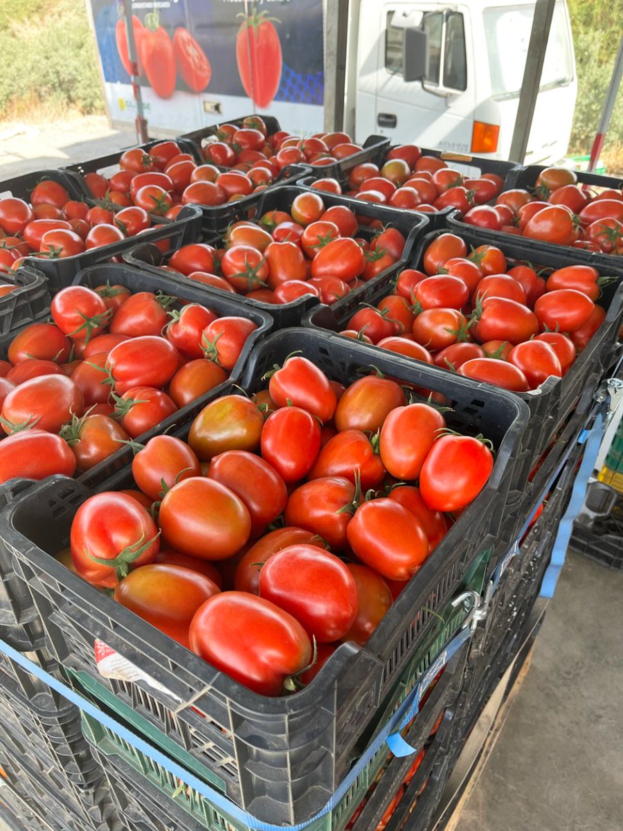 HMCLAUSEIBERICA's tweet photo. ZAPADOR F1 👉 Una de nuestras novedades de tomate pera

📅 Ciclo corto
📏 Entrenudo corto
🛡️ Paquete completo de resistencias
🍐 Forma de pera con buen rojo
👐 Fácil recolección
💎 Firmeza excepcional

Descúbrela 🍅 https://t.co/wfw5VnkwMd

#hmclause https://t.co/qFH0vtKlzE