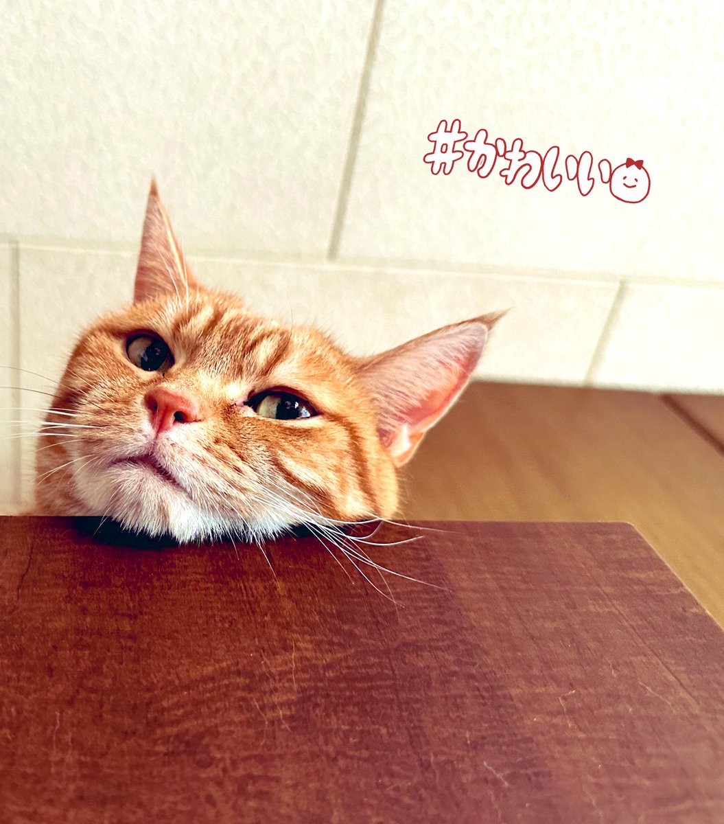 @ecovacs_japan 素敵なキャンペーンありがとうございます！！！

にゃんずの抜け毛すごいので
ご縁があったら泣いて喜びます😭❤️

#8月8日は #世界猫の日😻
#DEEBOTT20OMNI