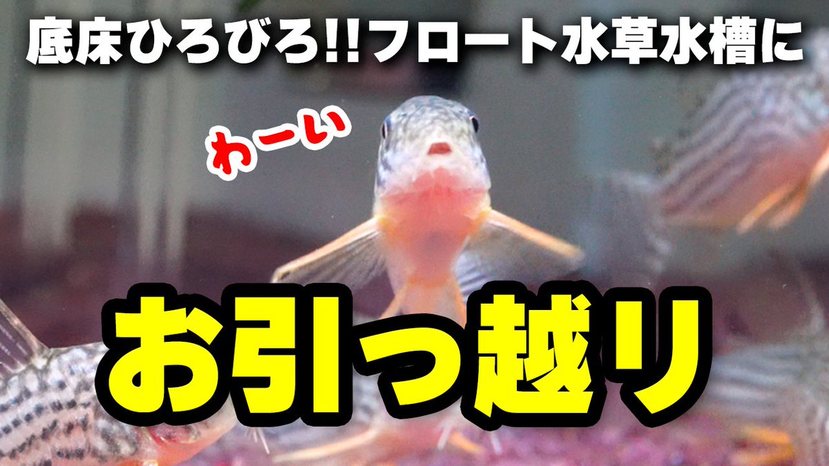 vivarium79info's tweet photo. 新しい動画を公開しました！

コリドラスがムレムレしてる映像満載なので癒やされたい方もぜひ！

▶https://t.co/jOr7PSlS5R https://t.co/y2IHhkFo1H