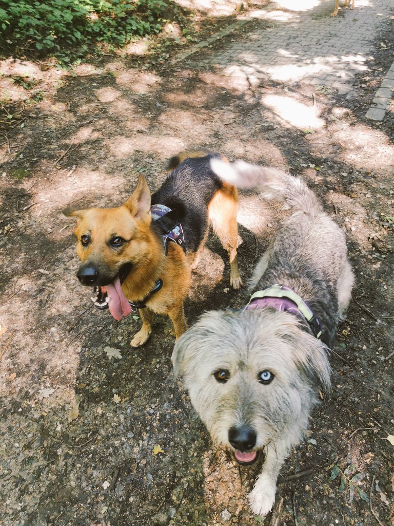 Paco_Bealy_Jane's tweet photo. Nach dem Ferien ist vor dem nächsten Gassi.. Endlich wieder #Hugositting
#PacoBealyundJane https://t.co/IDH2aa5CC9