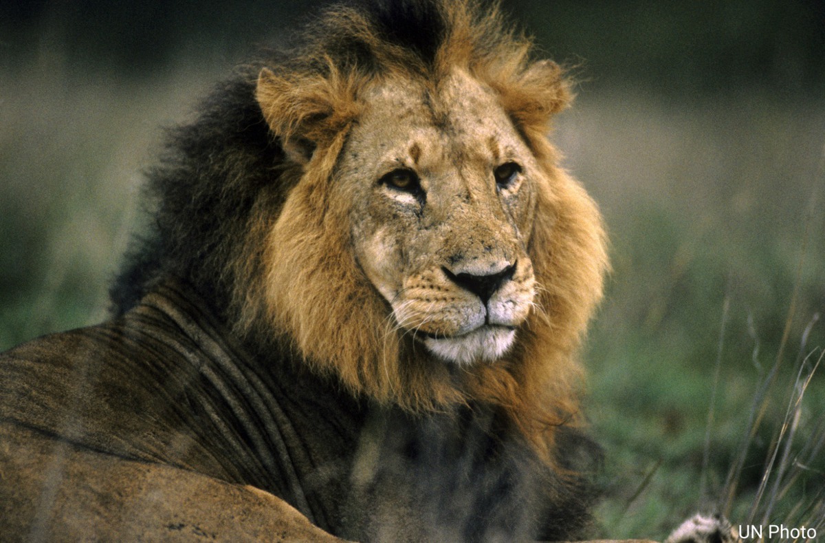 🦁 Il y a moins d’un siècle, l’Afrique comptait plus de 200,000 lions. Aujourd’hui, ils sont à peine 20,000. Ils sont menacés par la perte de leur habitat, le braconnage & le commerce illégal. Contribuez à les protéger 👉wildfor.life/fr/species/lion via @unep_francais #WorldLionDay