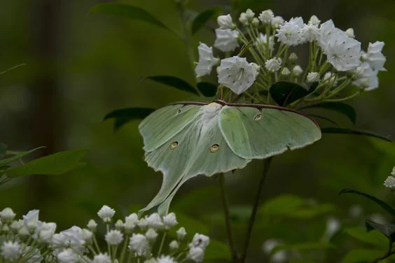 How about some mothspiration? 