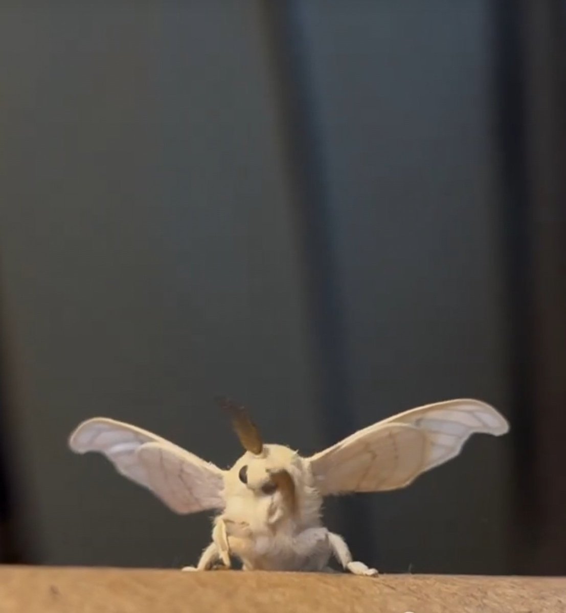 Jay_kiii's tweet photo. Some interesting stuff abt my cutest insect - fluffy silk moth....

https://t.co/Za8XZzQwZ9

Falling madly in love with fuzzy moths 🤎🩶

Cre: Mantitis.m https://t.co/XvMfo9vAtM