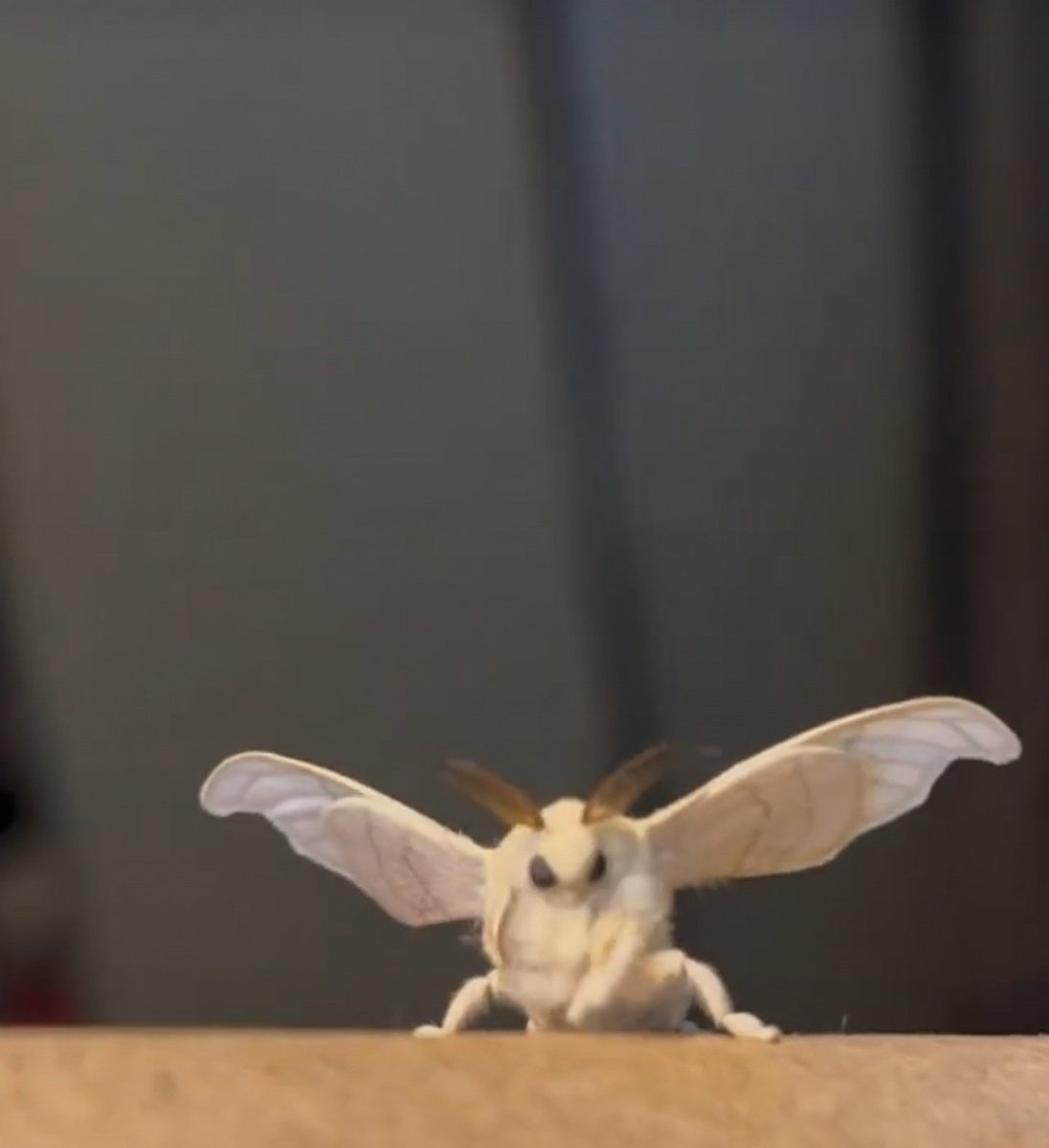 Jay_kiii's tweet photo. Some interesting stuff abt my cutest insect - fluffy silk moth....

https://t.co/Za8XZzQwZ9

Falling madly in love with fuzzy moths 🤎🩶

Cre: Mantitis.m https://t.co/XvMfo9vAtM