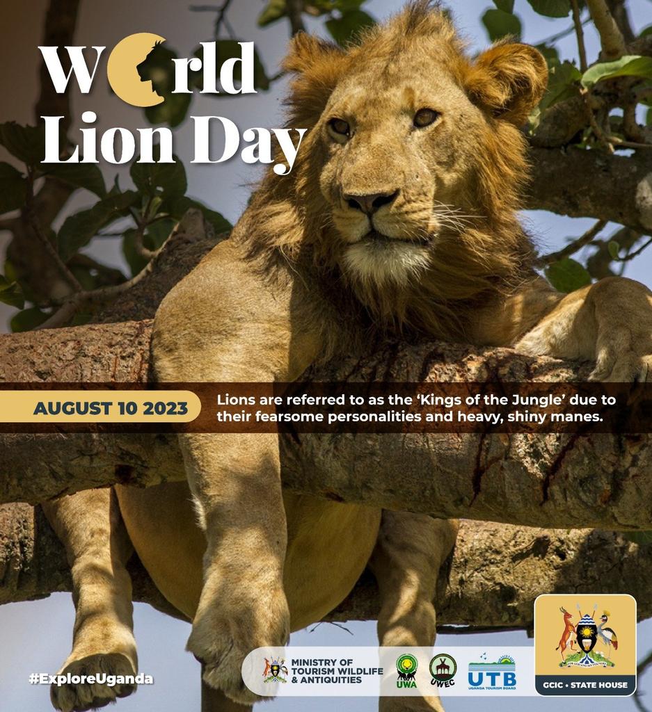 PollyTibs's tweet image. Lions are native to Africa &amp;amp; India, there are less than 50,000 lions remaining worldwide due to poaching. They live in savannas &amp;amp; grasslands &amp;amp; are the only cats that live in groups #Prides. Uganda hosts about 490 of them #ExploreUganda @MTWAUganda @ugwildlife @TourismBoardUg