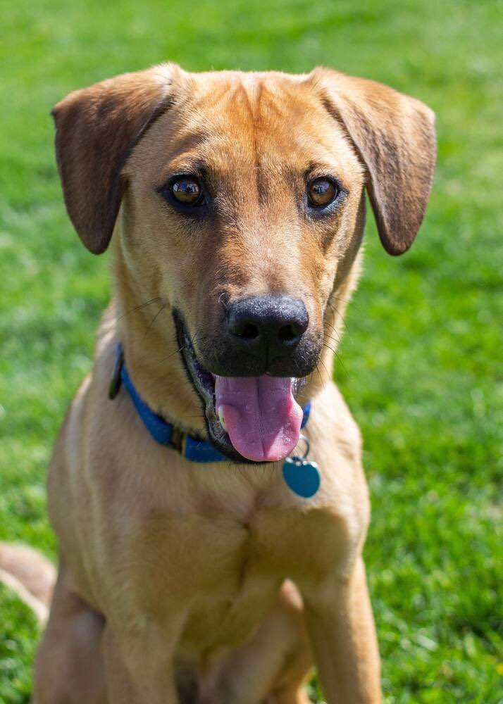 Bixby says “happy Thursday!” and also, “adopt me!” This cutie is 30lbs, energetic, and so loving! He’s ready for his furever home! Adopt him at: petlover.petstablished.com/pets/public/17…
#adoptdontshop #dogsofgr #untiltherearenone #goodpup #goodboy