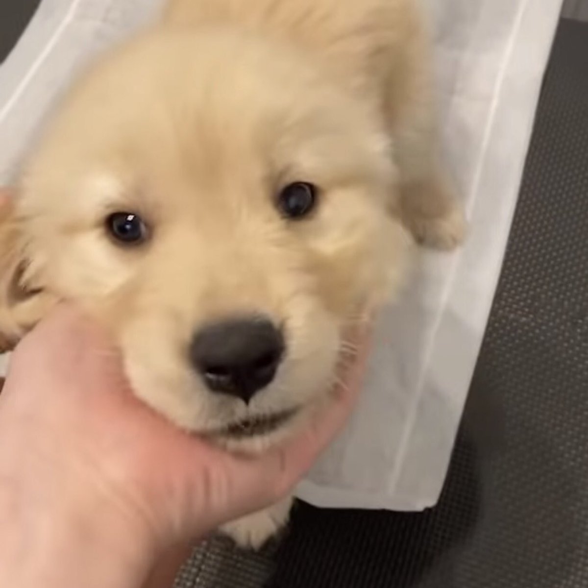 takemybear 🐶 tweet media