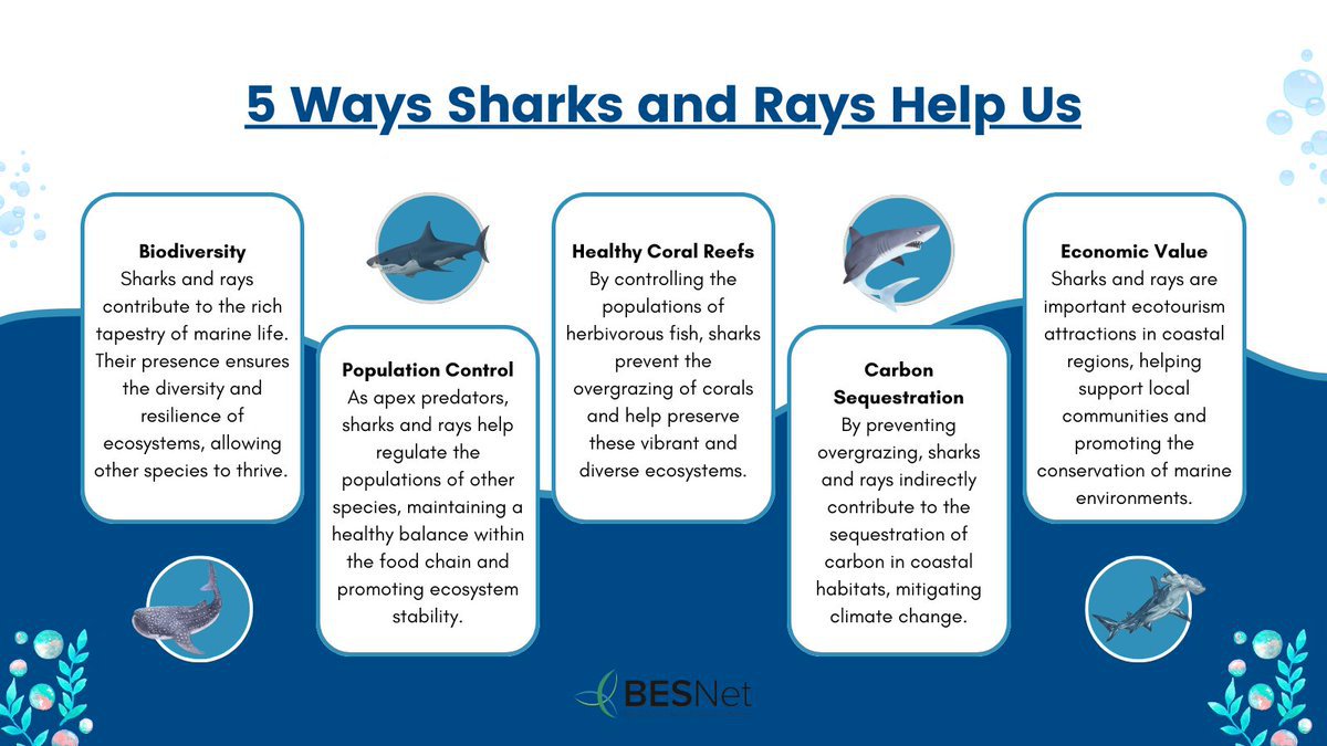 Shark & ray extinction risk has been rising over the past half century. Now, 1/3 of sharks and rays are classified as threatened.🌊 —@IPBES #SustainableUse Assessment Sustainable use of wild species should be ensured. 📷More on how valuable sharks & rays are w/ @BESNet_UNDP⬇️