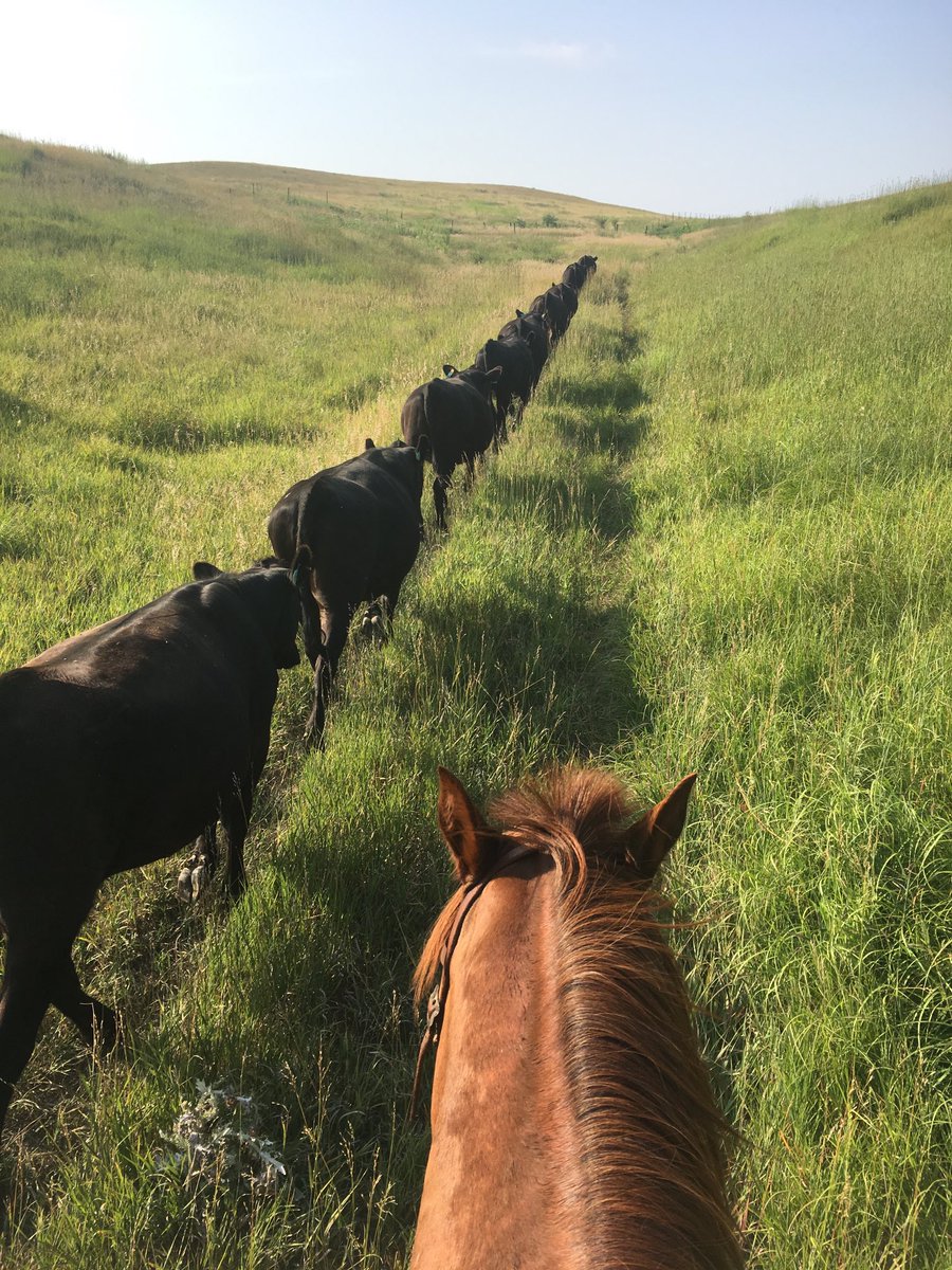beef_educator's tweet photo. Looking for a way to compare feed costs, evaluate breeding costs, or look at some example cow-calf budgets? Go to https://t.co/cc4QSVbYSx to find these tools and more. https://t.co/Lv3591nXsk