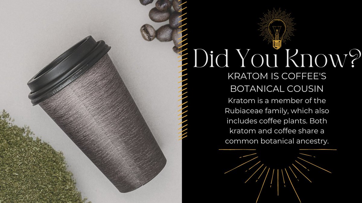 legendskratomco's tweet image. Coffee and kratom: botanical cousins! Did you know these two share the same family tree? Just as coffee perks up mornings, kratom offers natural stimulation w/o the jitters. ☕️🌱 #CoffeeAndKratom #BotanicalCousins #NaturalRelaxation
legendskratomco.com/blogs/the-krat…