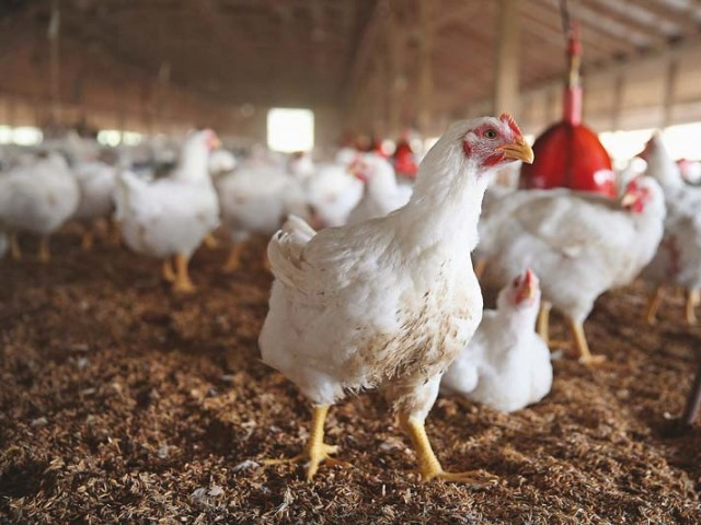 Tsogang3's tweet photo. Just had a broiler farming session with one gentleman 👌🏿 the lessons are improving and getting better everyday. We've decided to increase the session cost to R2000.00 from 1st of September ☺️ it will be worth your time and money ☺️ https://t.co/sUQJH8kYjB