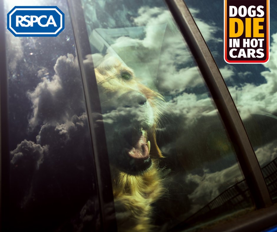 🚗☀️ Would you know what to do if you saw a dog in a car on a warm day? 

If they aren't in immediate danger, follow these steps 👉 bit.ly/3xJNWrf

⚠️ 𝗜𝗳 𝘁𝗵𝗲𝘆'𝗿𝗲 𝘀𝗵𝗼𝘄𝗶𝗻𝗴 𝗮𝗻𝘆 𝘀𝗶𝗴𝗻𝘀 𝗼𝗳 𝗵𝗲𝗮𝘁𝘀𝘁𝗿𝗼𝗸𝗲, 𝗱𝗶𝗮𝗹 𝟵𝟵𝟵 𝗶𝗺𝗺𝗲𝗱𝗶𝗮𝘁𝗲𝗹𝘆⚠️