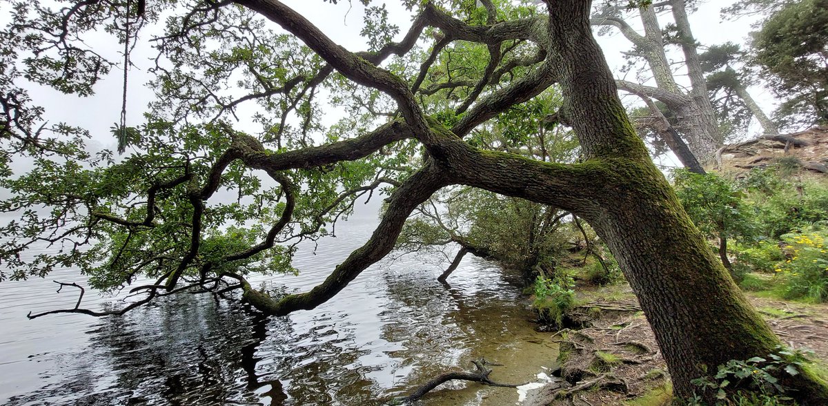 BevHunt72's tweet photo. So walking through the woodland by the side of #CarminoweCreek on #Walk29 of my 55 walk challenge for #OneMedicine @HumanimalTrust..sun is being elusive and it's a bit misty (not what was forecast) but glimpses of the water are nice...๐https://t.co/Qfp9d2j80g https://t.co/4CKTSgYScy