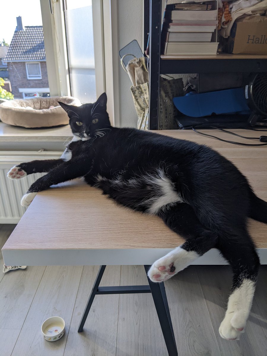 cosmoo🐨@that cat aint right tweet media