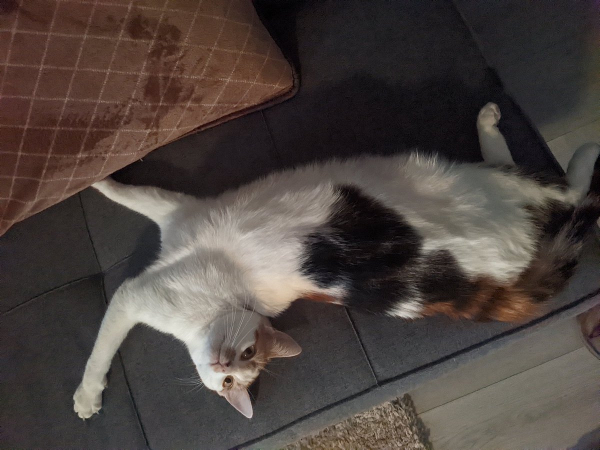 cosmoo🐨@that cat aint right tweet media