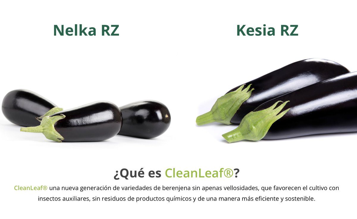Estamos comprometidos con la eficiencia y la sostenibilidad, y #CleanLeaf® es un paso audaz hacia un futuro agrícola más amigable con el medio ambiente. ¡Acércate a nuestras 𝙗𝙚𝙧𝙚𝙣𝙟𝙚𝙣𝙖𝙨 sin vellosidades!

 innovamosjuntos.es/novedades-de-b…