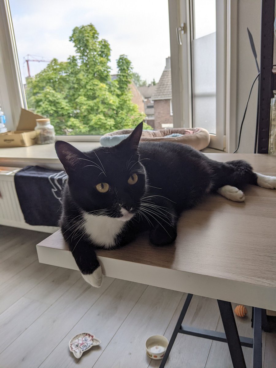 cosmoo🐨@that cat aint right tweet media