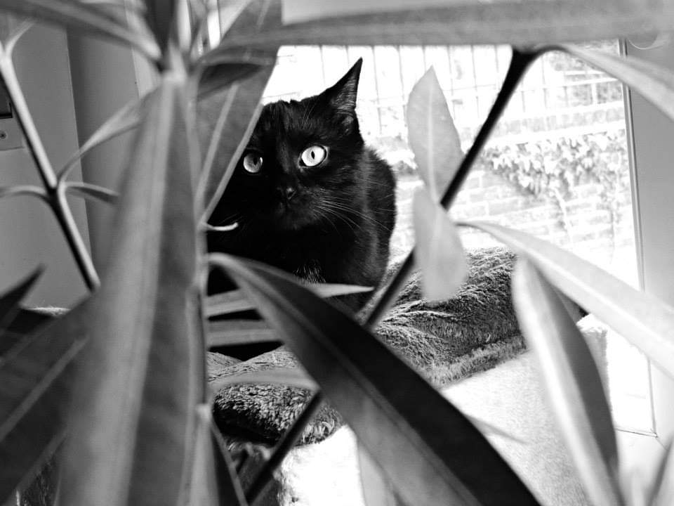 giraf ganger tweet media