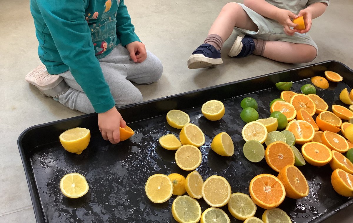 meadowsnursery's tweet photo. Our Early Years children were tasting and smelling lemons, limes and oranges this morning🍋 🍊 #scentday https://t.co/QJen1w4oud