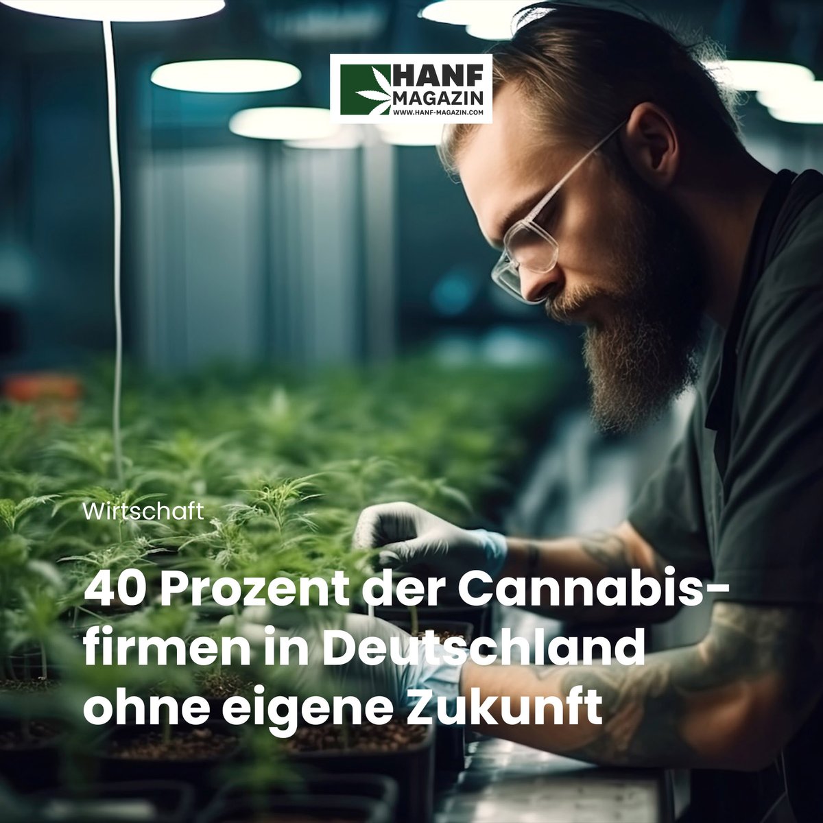 hanfmagazin's tweet photo. Die nun nur teilweise stattfindende Legalisierung von Cannabis in Deutschland hat einige Auswirkungen auf den gesamten Geschäftsbereich Hanf.
https://t.co/CDai4W75BV
#hanfmagazin #hanfbranche #cannabisfirmen #cannabiswirtschaft #legalisierung https://t.co/Vy9z49XCqQ