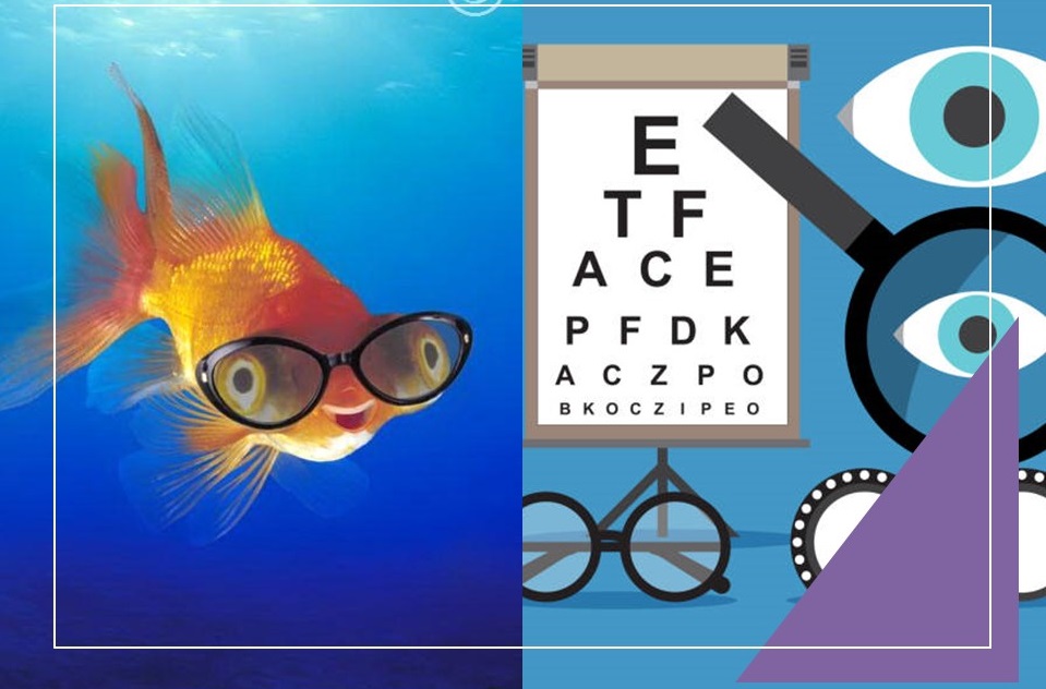 Crystal3Project's tweet photo. @OpenResearch_EU  Spotlight features an interview with 2 coauthors of our recent publication visual tests for #zebrafish. Dive into their insights and innovative research!! #InvestEUResearch #H2020
@Alicia_GS7 @YolandaAVA @MSCActions @mariescurie_ire 
👉https://t.co/PheWTO5is6 https://t.co/YsOYYY3ZCY