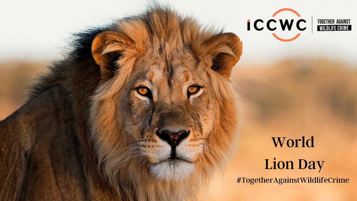 #DidYouKnow? 🦁 Lions are affected by #WildlifeCrime due to demand for their teeth, bones and claws. Find out more about #ICCWC’s work to support countries to combat wildlife crime: iccwc-wildlifecrime.org #WorldLionDay #TogetherAgainstWildlifeCrime