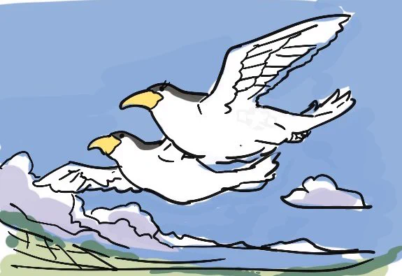 比翼の鳥