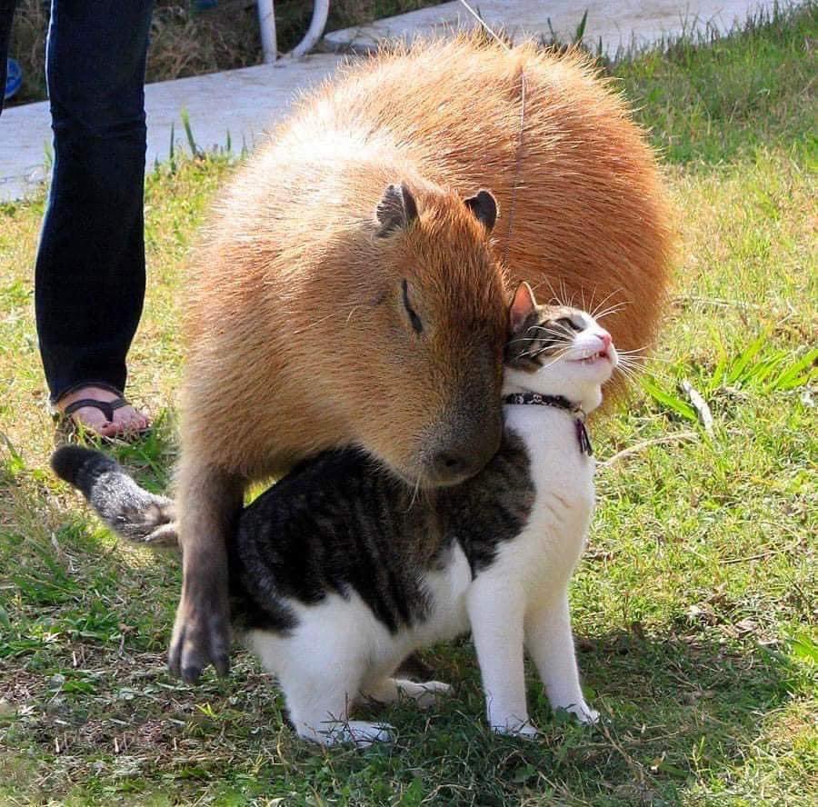 Capybara minister of foreign affairs
#Capybara
#Cat
#Cute
#Sweet