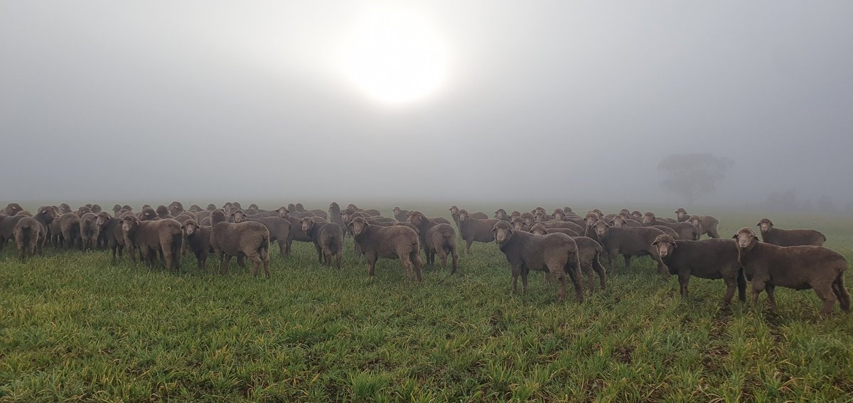 Ram Sale 2023 catalog is now available. Check it out at Sheep Genetics via the link below 
search.sheepgenetics.org.au/catalogue/sale…