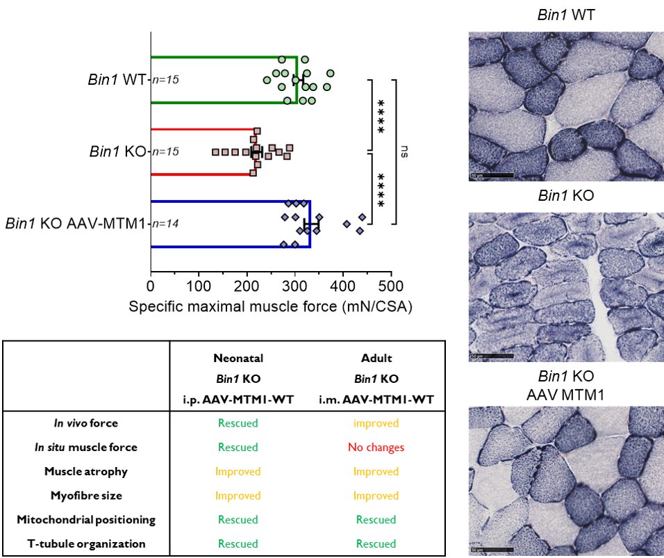 BIN1-related centronuclear myopathies are genetic diseases which result in disabling muscle weakness. Giraud et al. show that myotubularin overexpression in mice prevents and partially reverses BIN1-linked centronuclear myopathy. tinyurl.com/mszm7xuk