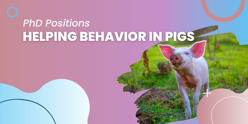 📢#JobOpportunity 

🇩🇪<a href="/FBNDummerstorf/">FBN Dummerstorf</a>  has two Postdoctoral and one PhD position available beginning Oct 2023 (flexible) to collaborate on a 3-year 🇪🇺 research project on helping behavior in pigs.

✍️Apply now: cutt.ly/Pwfn9Lqz

🐷#pigresearch #animalwelfare