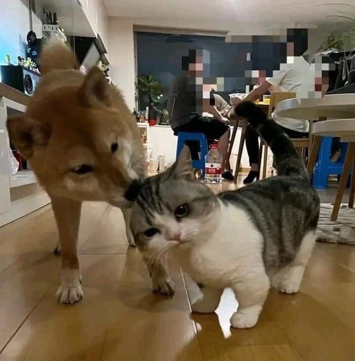 Dog prince with Cat princess
#Dog
#Dog-gy
#Cat
#Cute